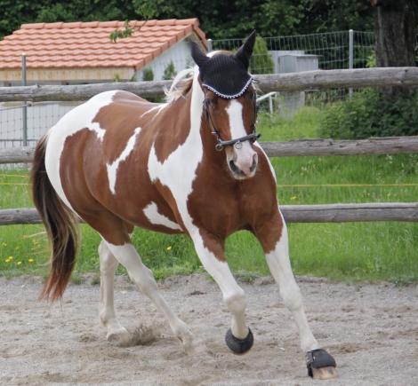 Reittherapeutin Mirjam Bär mit Pferd Dundee